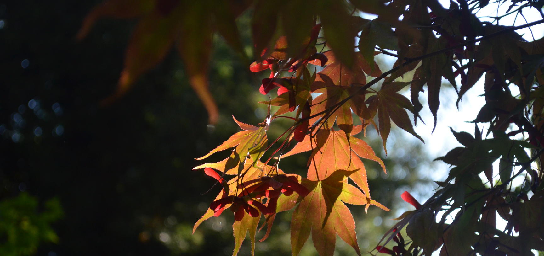 Light Through Acer Leaves