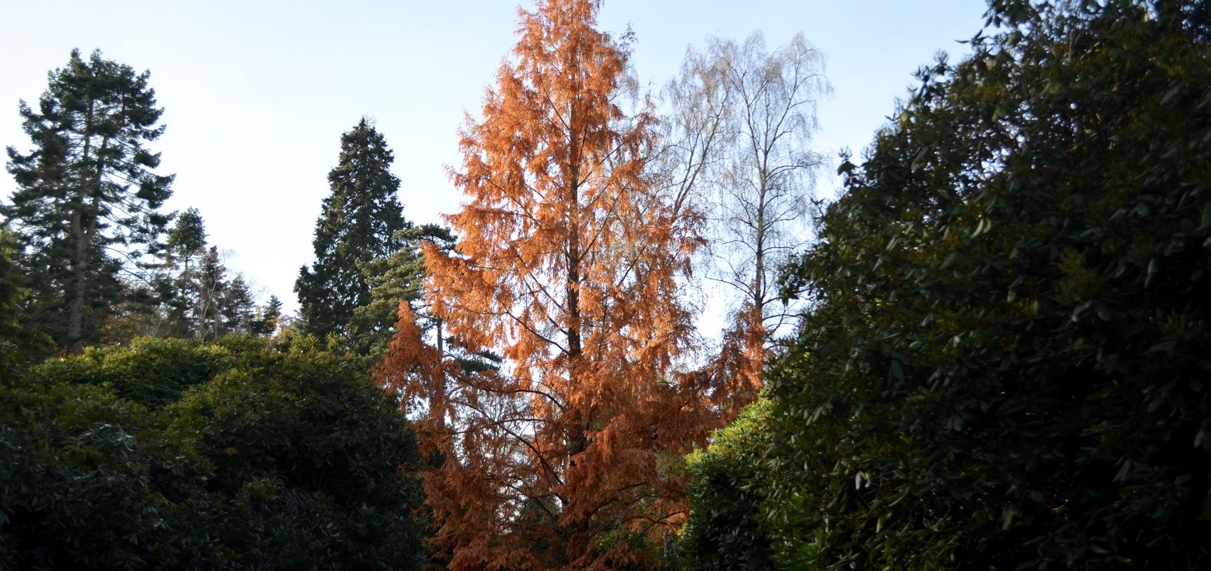 Dawn Redwood at the Arboretum