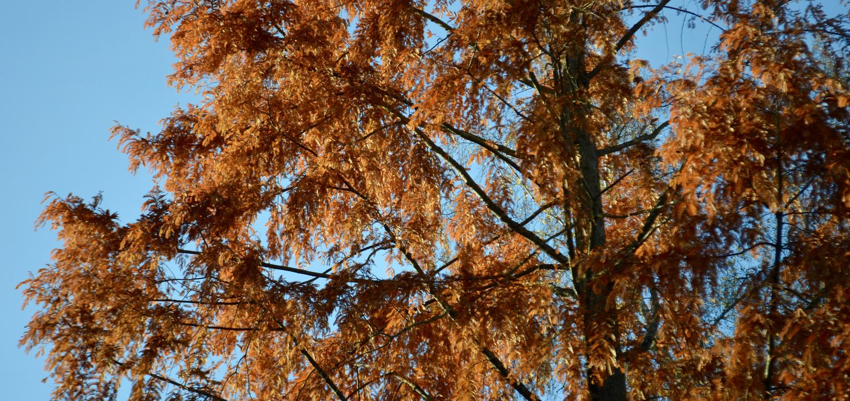 Dawn Redwood Autumn Colour
