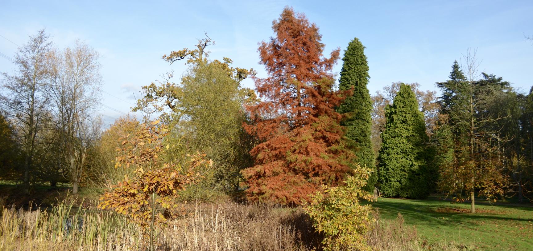 The Pond in Autumn