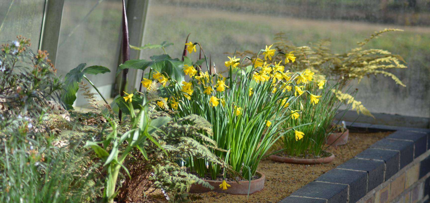 Daffodils in the Alpine House