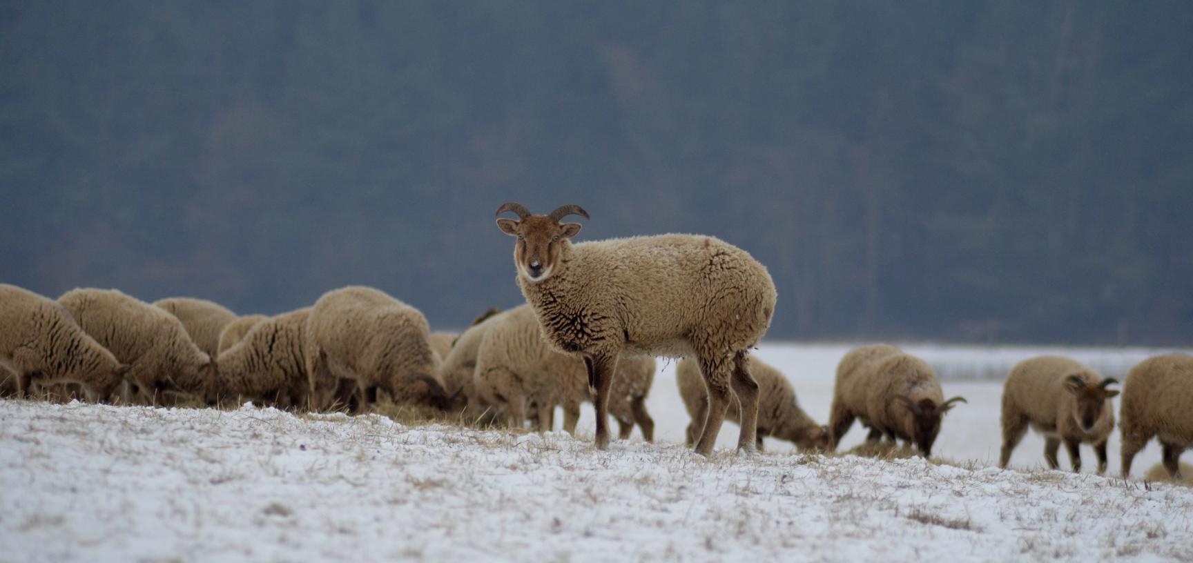 Winter Sheep Arboretum