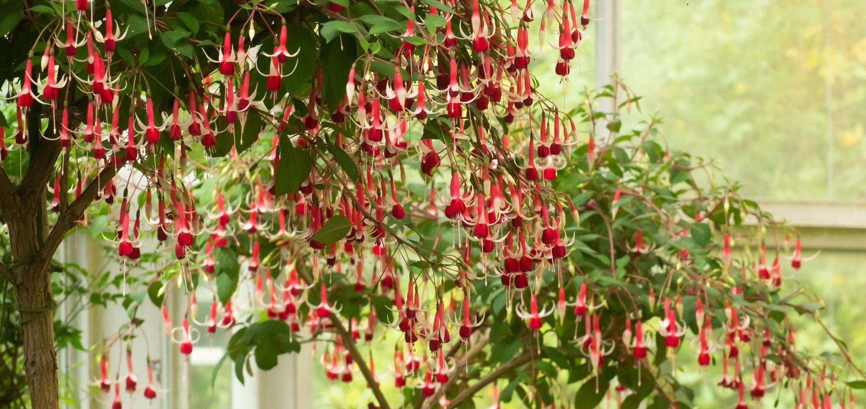 Conservatory at Oxford Botanic Garden