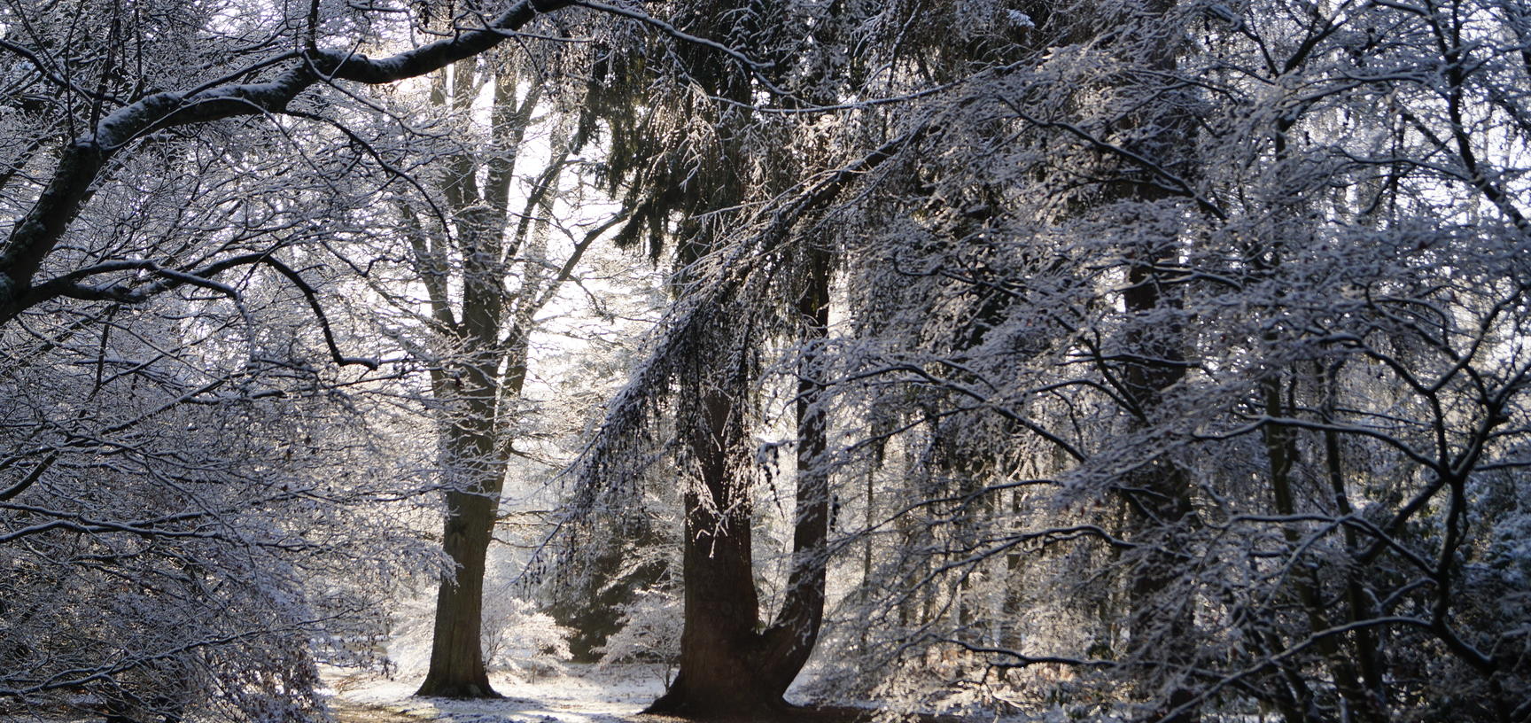 harcourt arboretum  acer glade  winter  snow