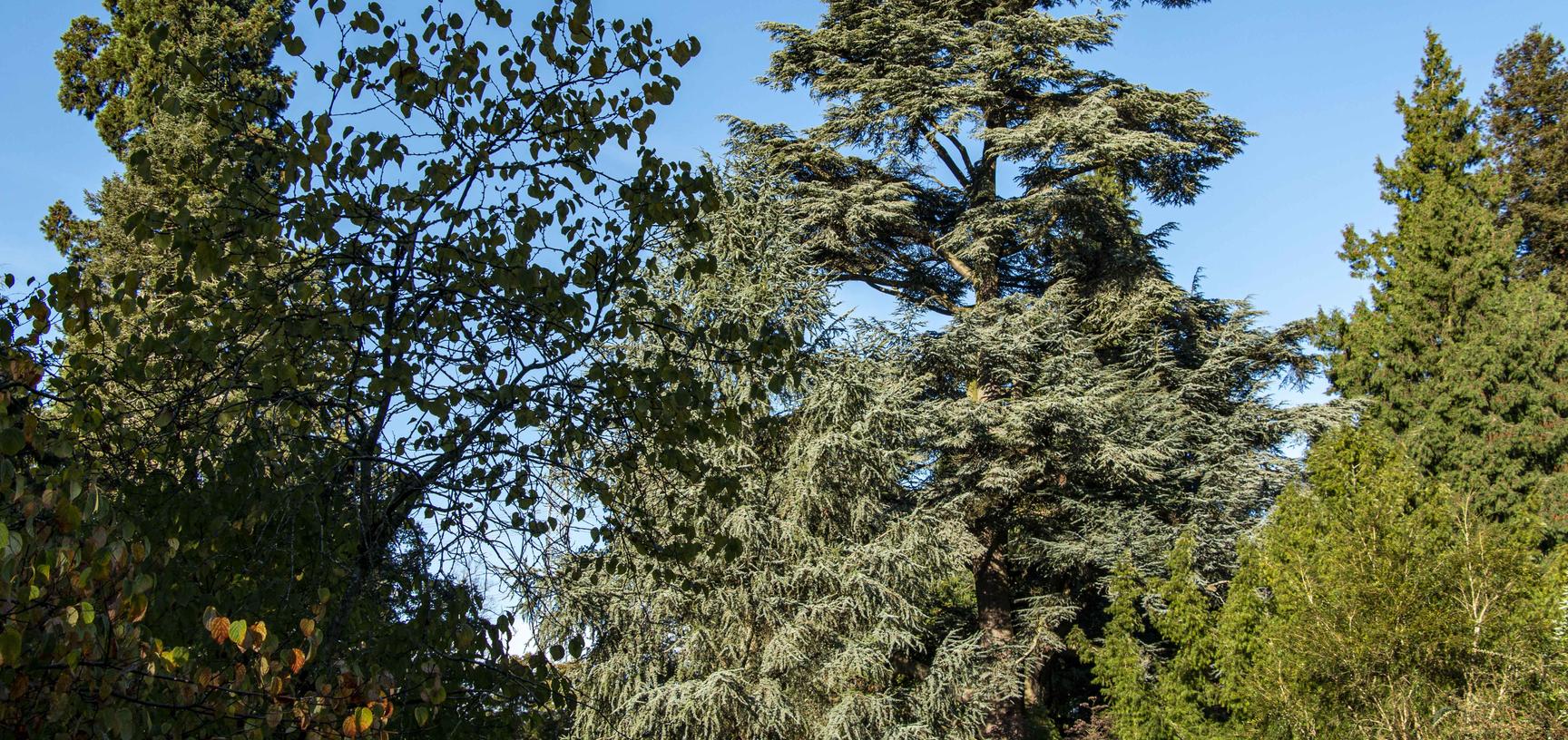 harcourt arboretum autumn 2021