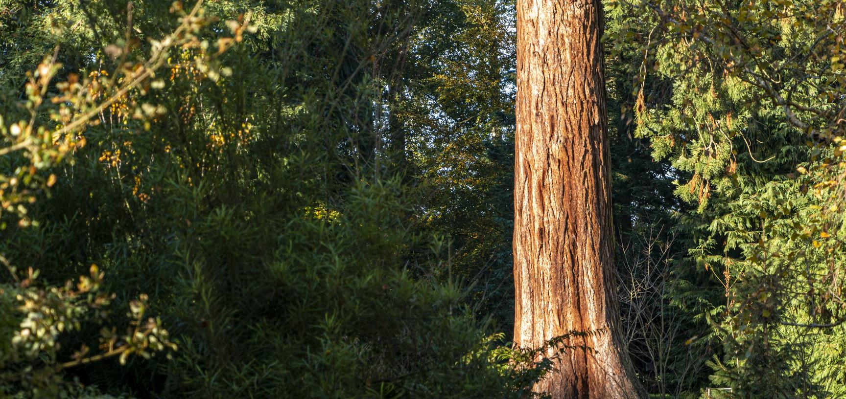 harcourt arboretum autumn 2021