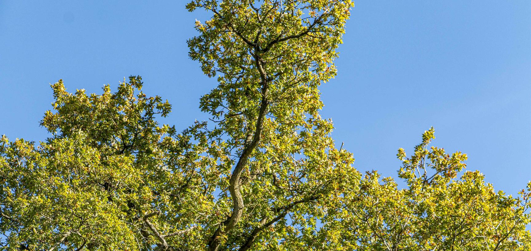 harcourt arboretum autumn 2021