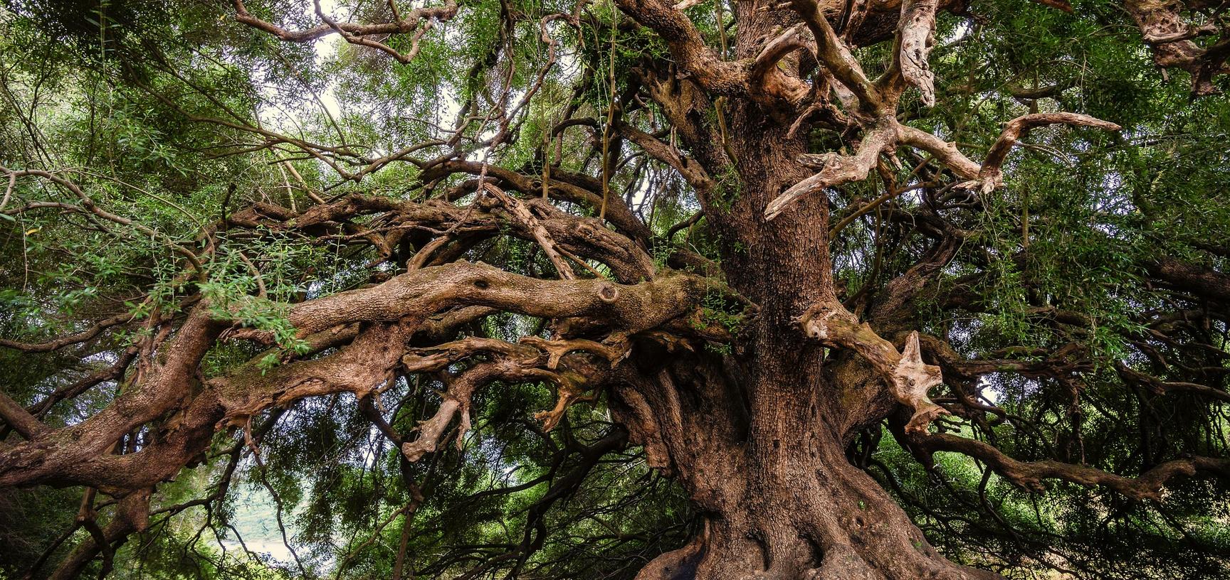 long long life of trees  winter lectures