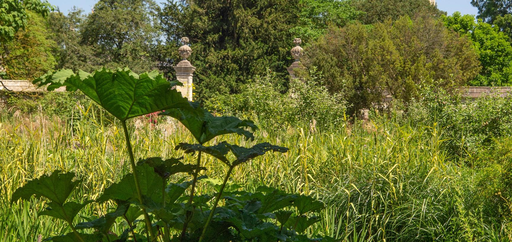 lower garden  gunnera manicata  water garden  botanic garden