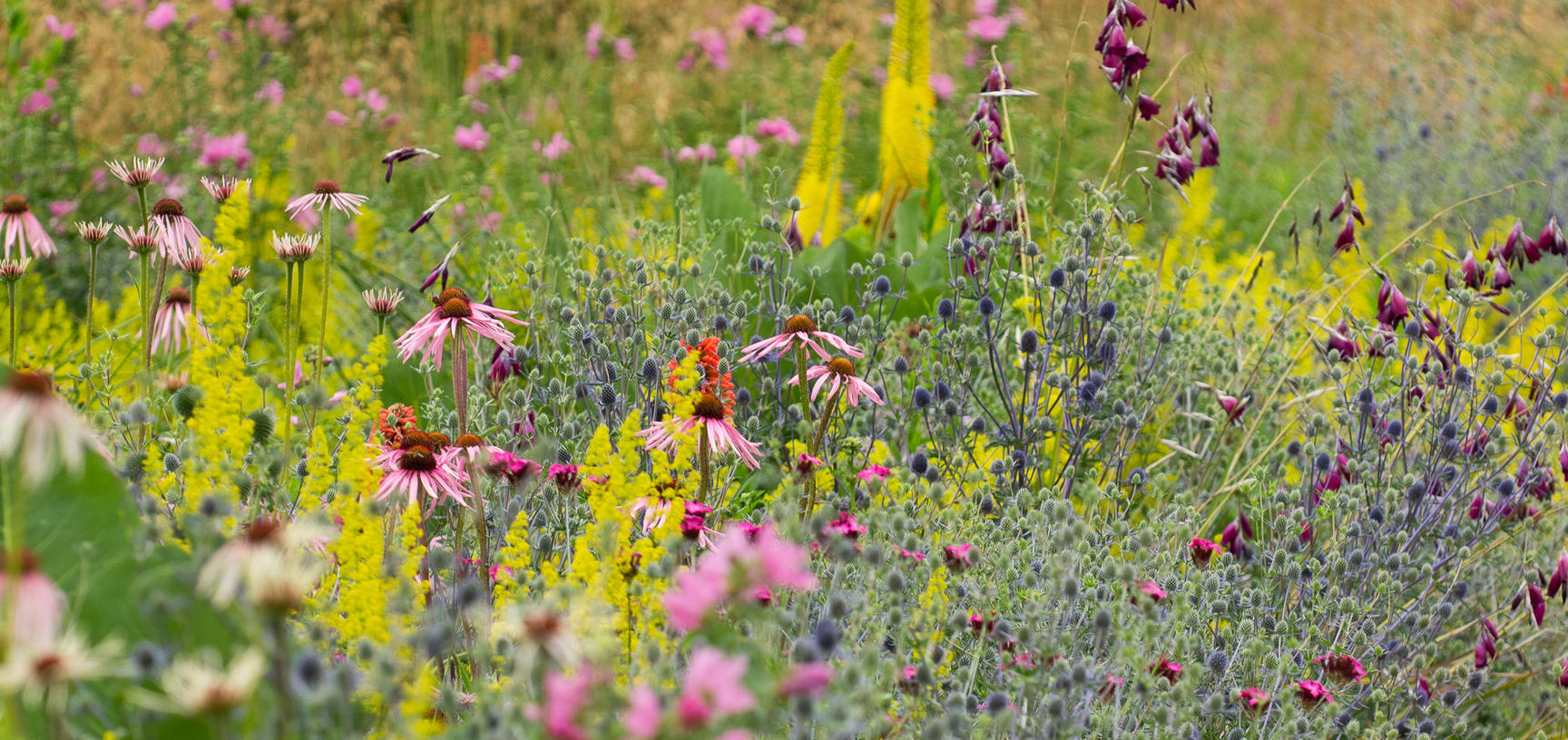 merton borders  p1012715