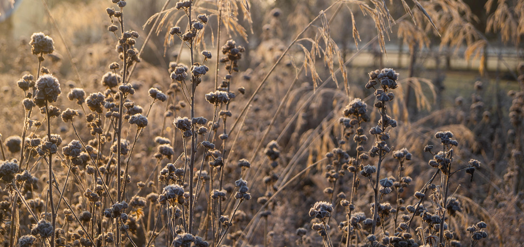 merton borders dsc8162