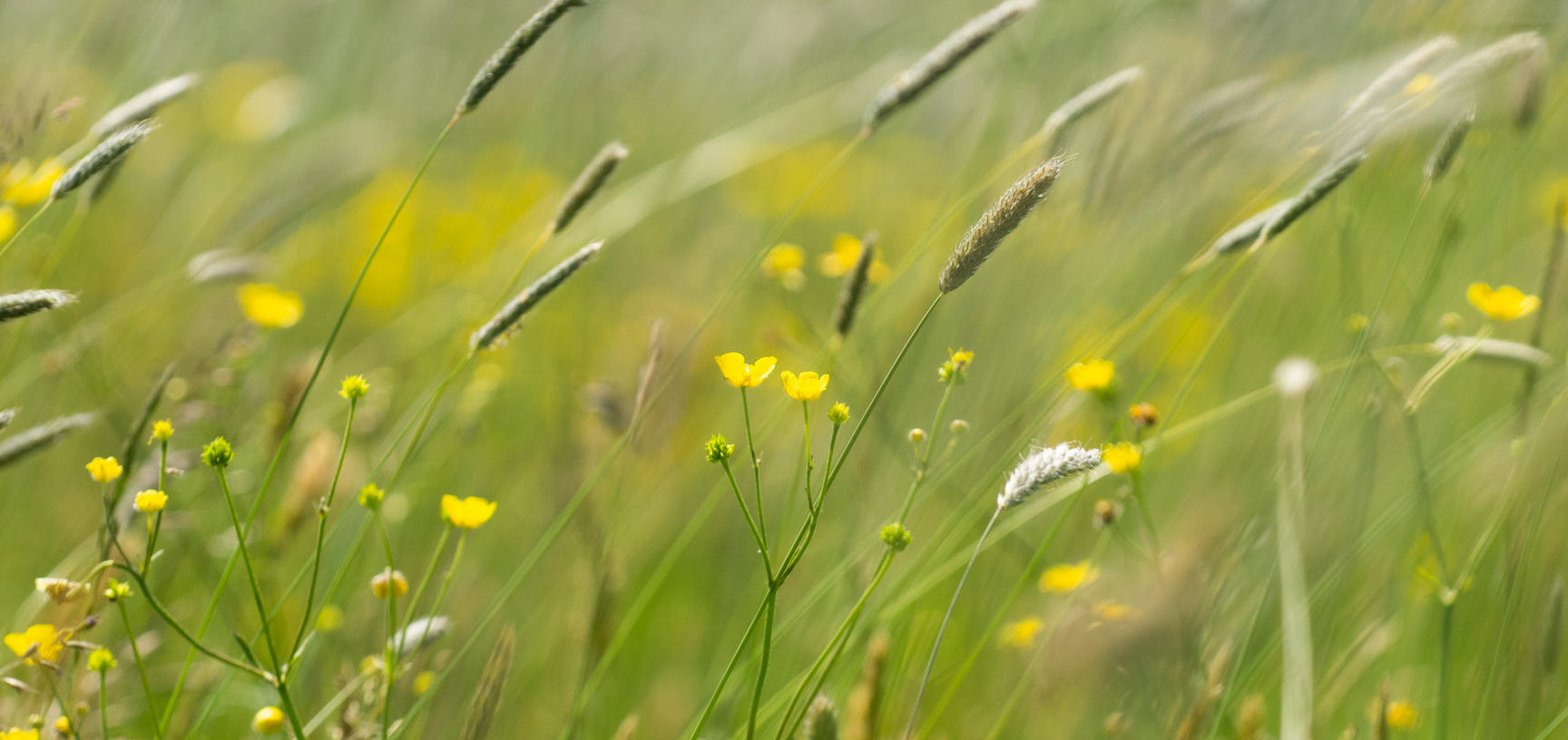 Harcourt Arboretum - Wildflower meadow