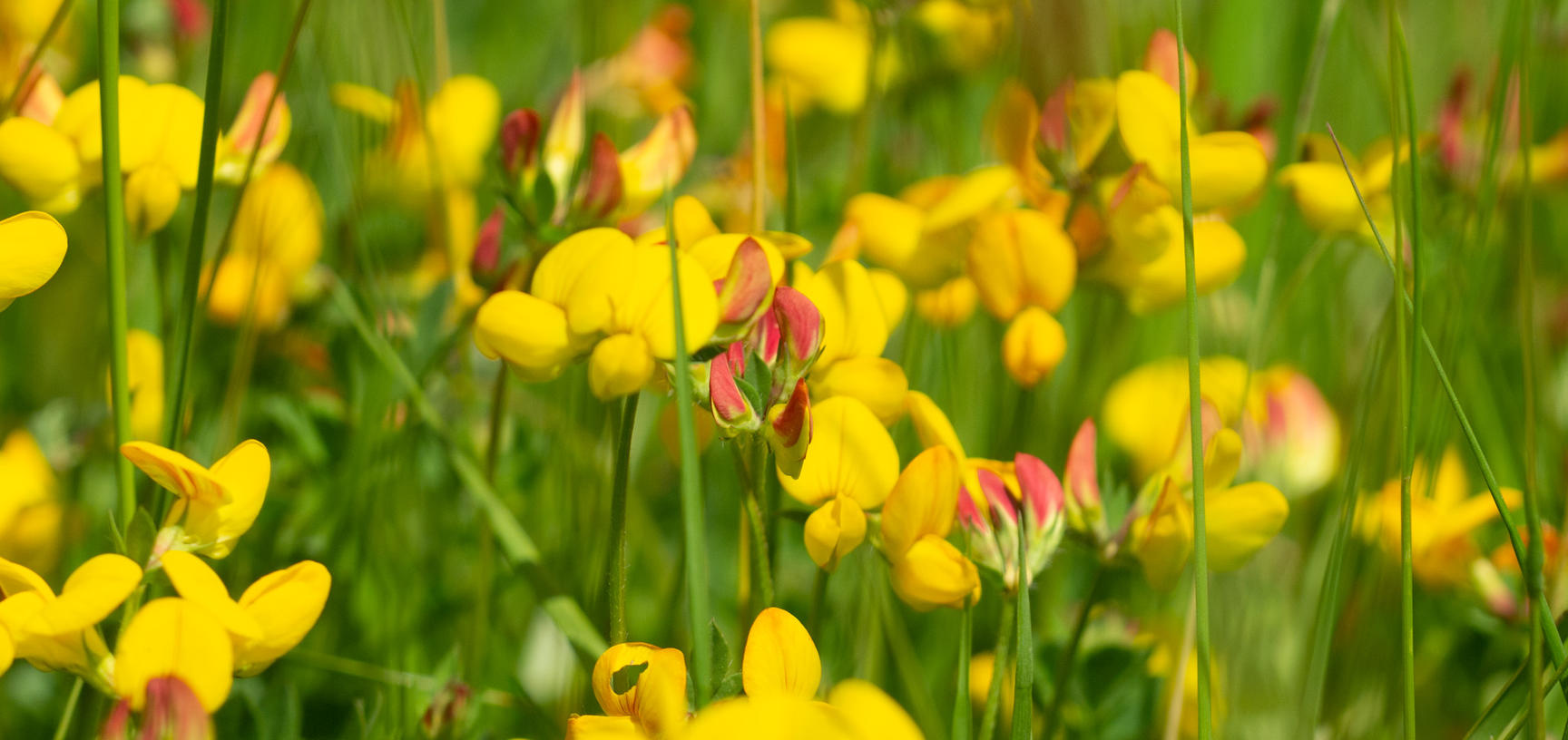 Harcourt Arboretum - wildflower meadow - Bird’s foot trefoil