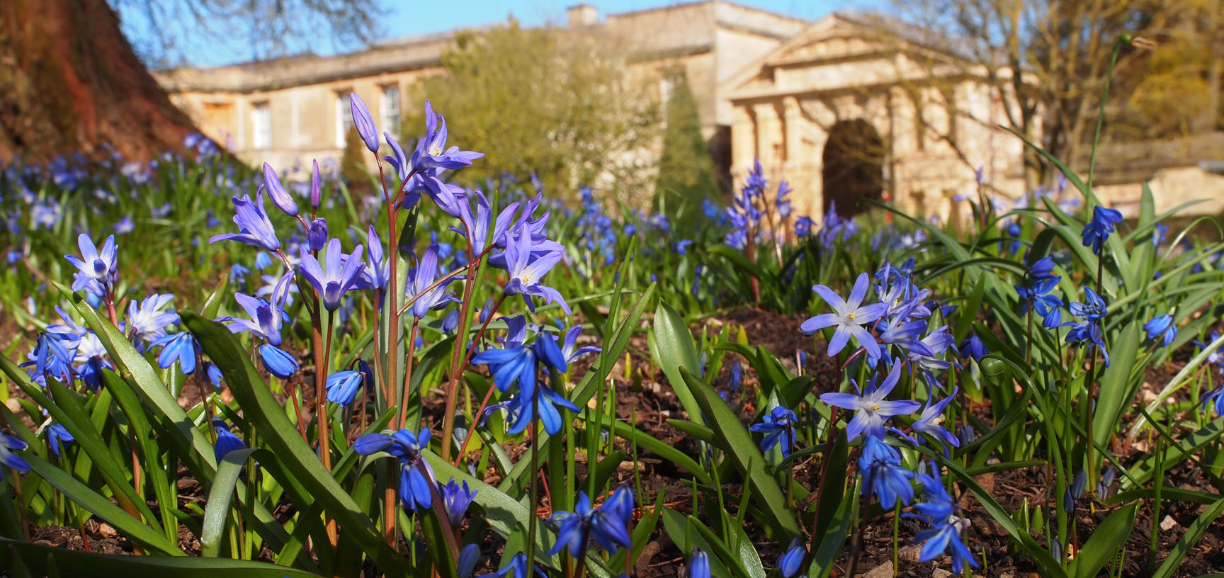 scilla and danby arch