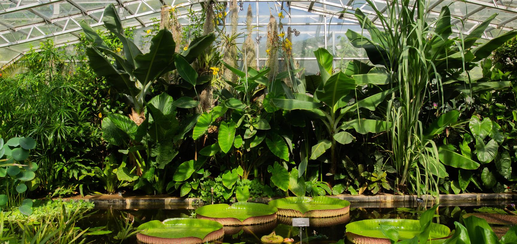 water lily house  botanic garden  summer