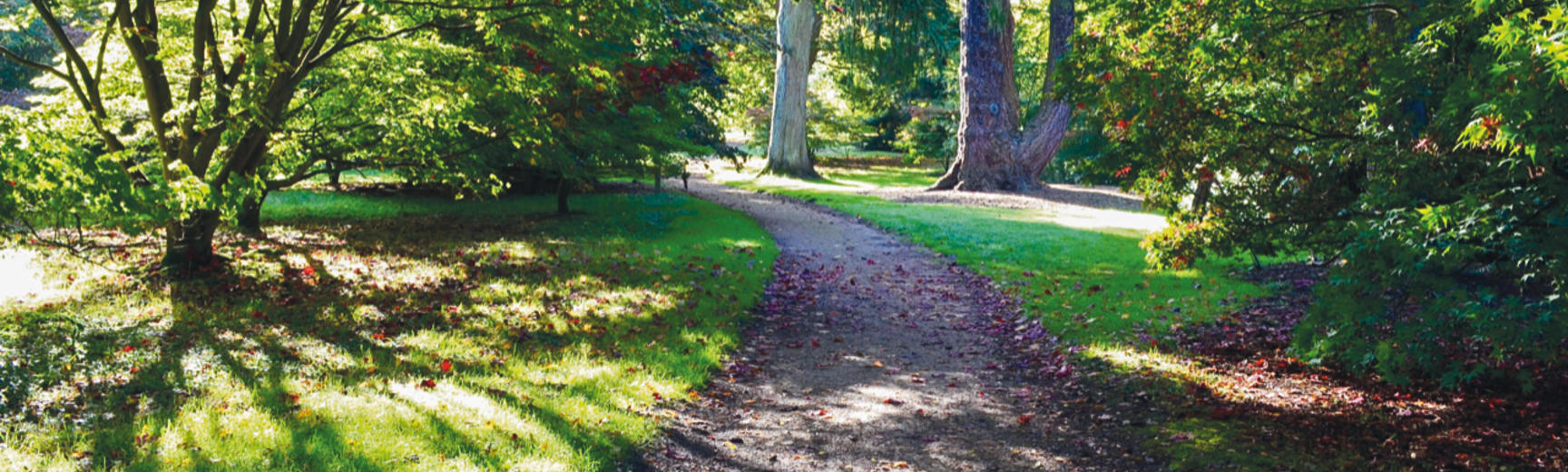 Acer Glade - Harcourt Arboretum 