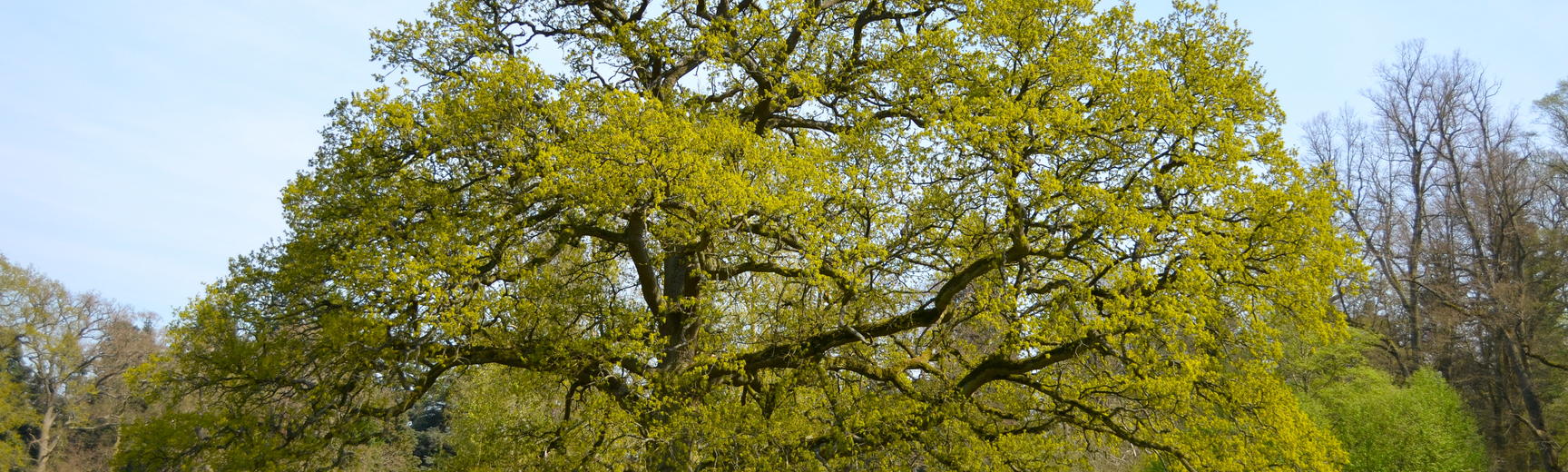 Oak Tree in the Parkland in Spring