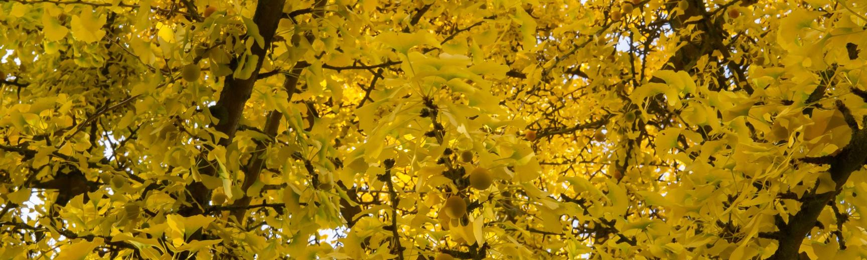 gingko tree at oxford botanic garden