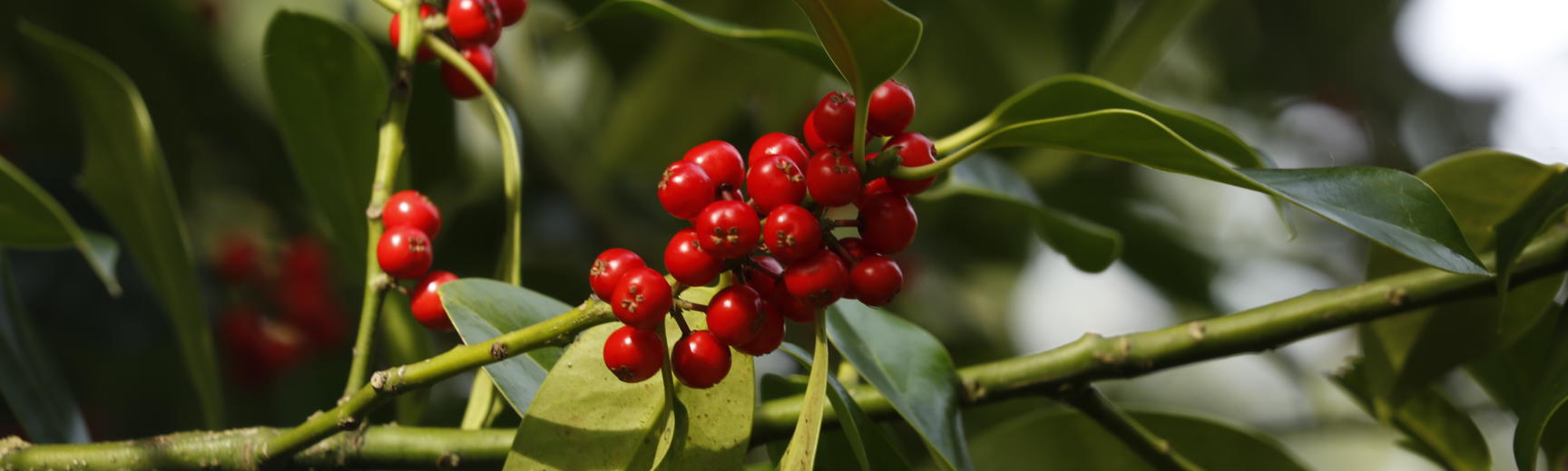 holly berries