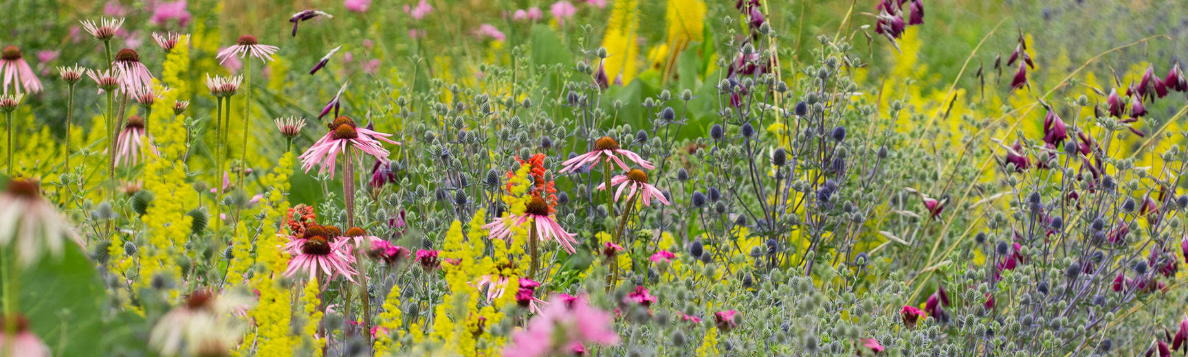 The Merton Borders Oxford Botanic Garden And Arboretum