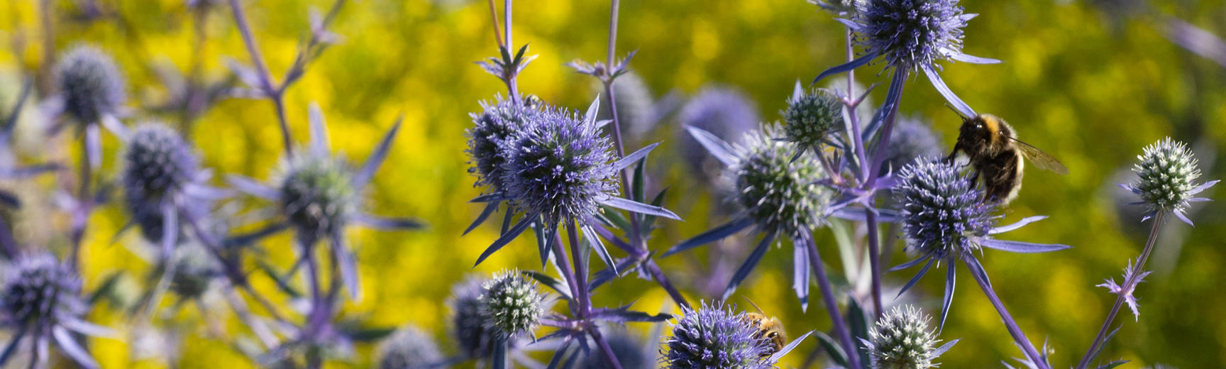 merton borders and bees at oxford botanic garden