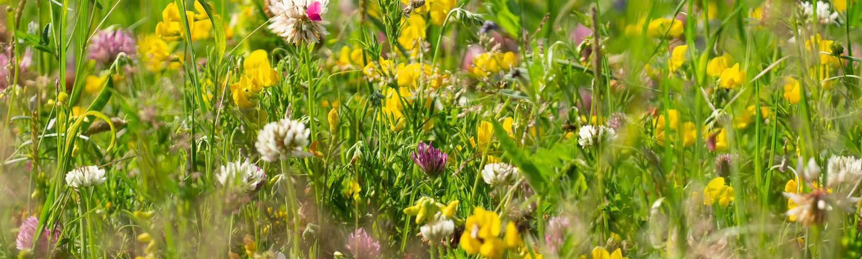 Friends Oxford Botanic Garden And Arboretum