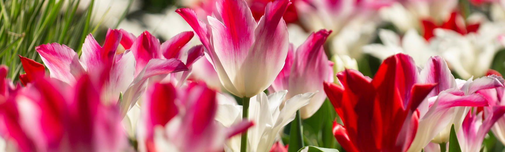 Oxford Botanic Garden - Tulips