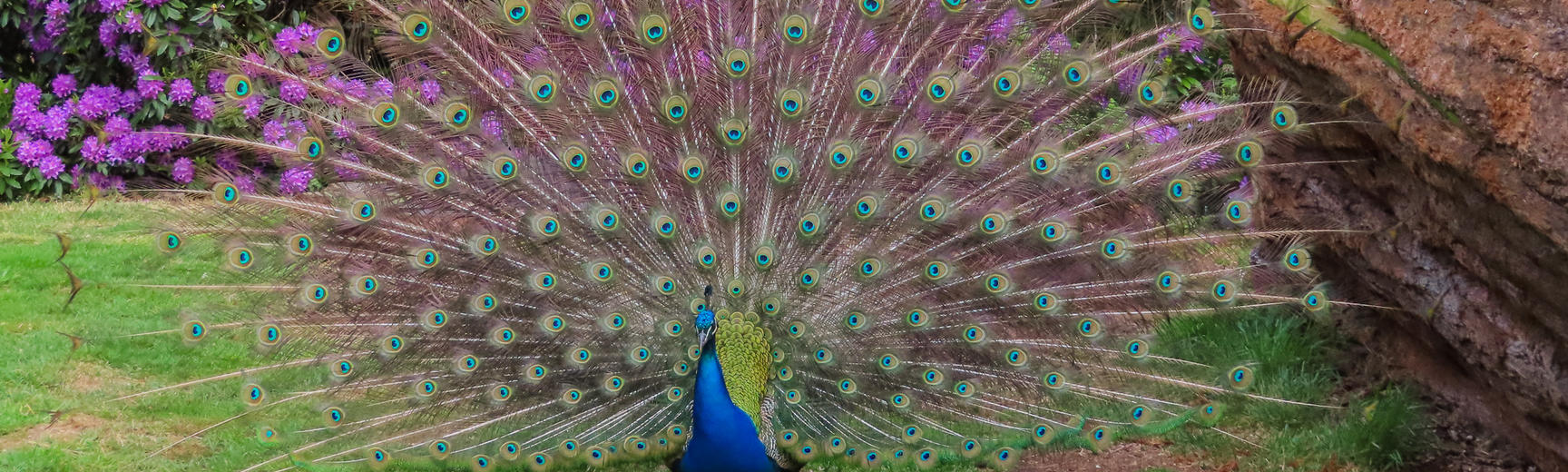 peacock  arboretum  spring