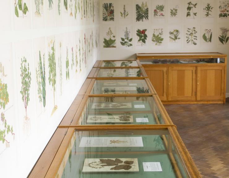Herbarium Room Oxford Botanic Garden and Arboretum