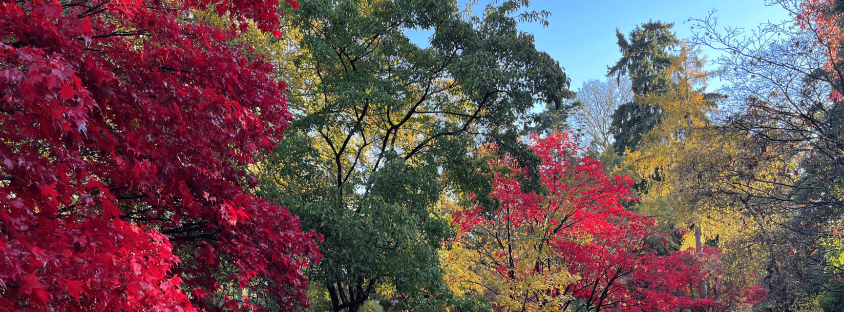 Autumnal image at Harcourt Arboretum