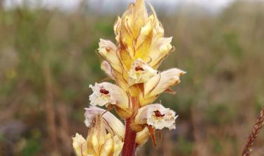 Orobanche picridis