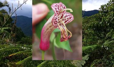lipstick vine composite