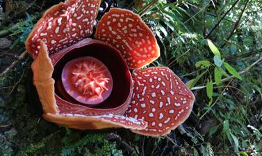 Rafflesia banaoana growing in Kalinga, The Philippines