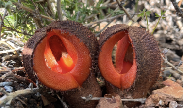 a picture of Hydnora Africana flowers sprouting out of the earth. They have red fleshy lobes and brown warty exteriors.