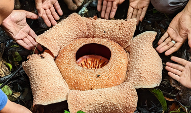 A photograph of Rafflesia bengkuluensis in its natural habitat, surrounded by the hands of the botanists, guides, and volunteers who found it. 