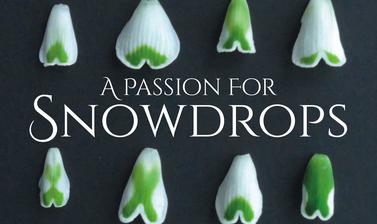 a passion for snowdrops
