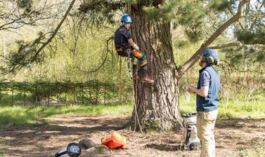 Tree climbing