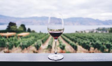 Beaujolais Nouveau and vineyard