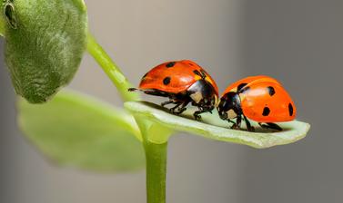 ladybugs 1593406