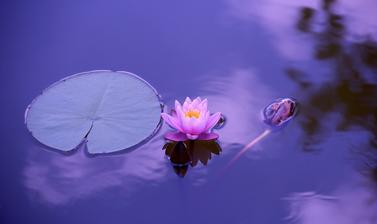 lotus in garden meditation yoga