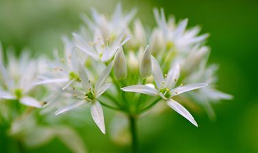 wild garlic