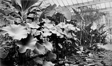 Waterlily House Historic Photo