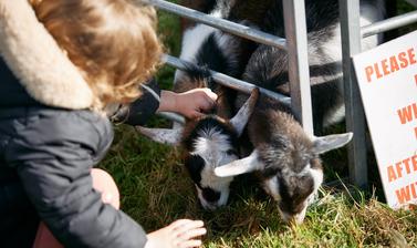 A child petting a goat from Farms 2 Ewe