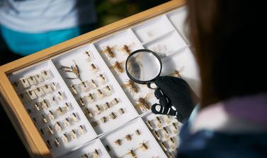 Using a magnifying glass to look at insects