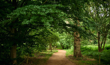 A path through the woods into the distance. There is dappled sunlight