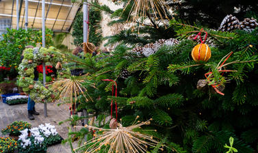 Photo of a decorated Christmas tree in the Conservatory at Oxford Botanic Garden.