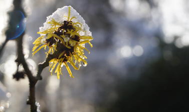 Hamamelis mollis 