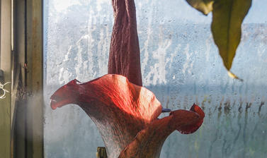 amorphophallus konjac  botanic garden  cloud forest  glasshouses