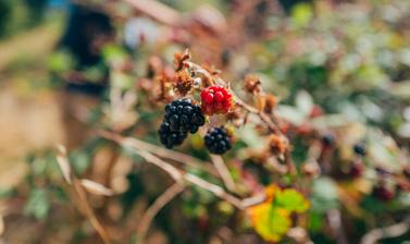 annie jiao srwbh9vyhu0 unsplash