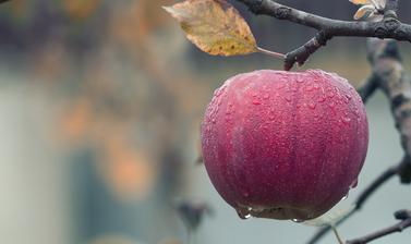 apple orchard in winter